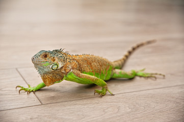 Close up portrait of exotic home pet green iguana. Selective focus