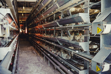 Hennery or henhouse. Eggs Chickens ,hens in cages industrial farm. Selective focus
