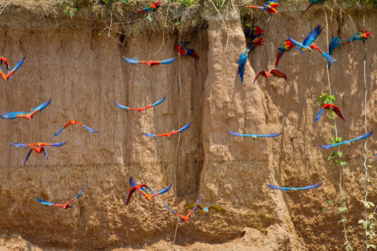Wild Macaws flying to Claylick 