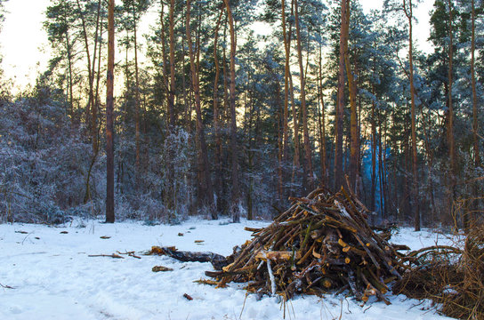 Fototapeta winter forest in snow