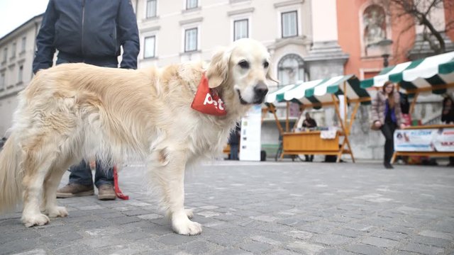 Beautiful Golden retriever dog on leash with owner in middle of city 4K
