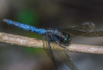 Beautiful dragonfly on branch in nature.