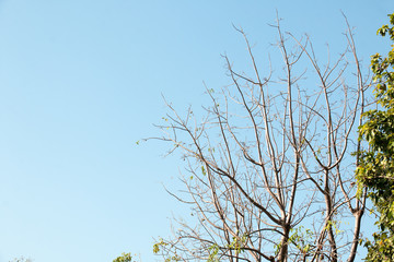 branch of tree and blue sky