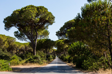 Fototapeta na wymiar Pine tree avenue in the tuscan region Maremma in Italy