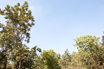 branch of tree and blue sky