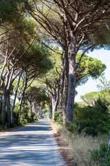 Fototapeta premium Pine tree avenue in the tuscan region Maremma in Italy