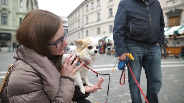 Woman in jacket holding cute Chihuahua in hand and caressing 4K
