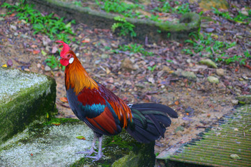 Colorful Rooster in Kuala Lumpur, Malaysia