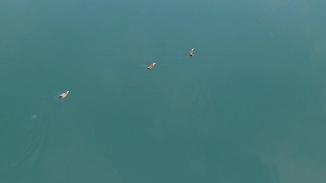 geese swimming in the lake- aerial survey