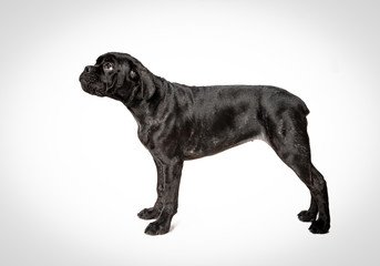 Cane corso puppy on a white background