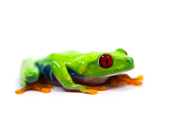 frog isolated on white background
