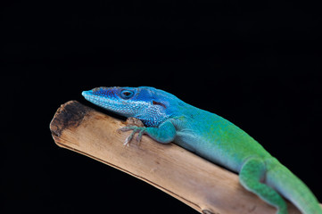lizard isolated on black background