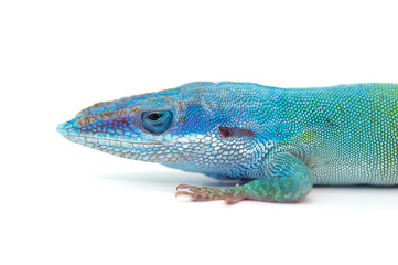 lizard isolated on white