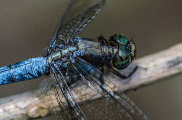 Beautiful dragonfly on branch in nature.