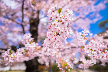 満開の桜