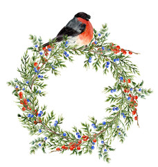 Watercolor juniper wreath with red berries and bullfinch. Hand painted evergreen branch with berries and bird on white background. Botanical illustration for design or print.