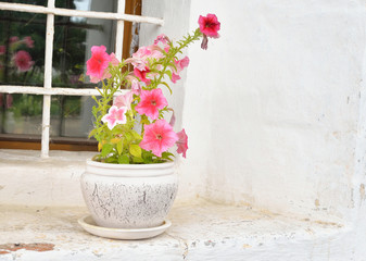 Vase with flowers on the window.