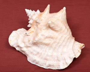 Large pink queen conch seashell on red fabric background