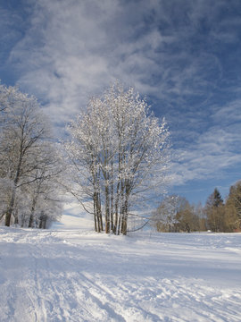 Laubbäume im Winter