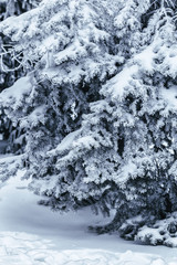 Fir tree brunches covered with snow in winter.
