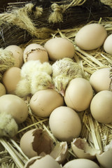 Chickens being born egg