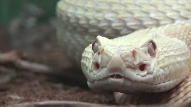 Rattlesnake video, closed up, snake video