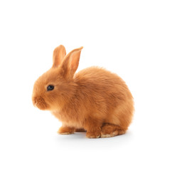 Cute funny rabbit on white background