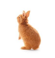 Cute funny rabbit on white background