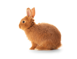 Obraz premium Cute funny rabbit on white background