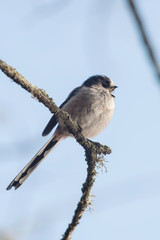 Obraz premium Long-tailed Tit, Tit, Aegithalos caudatus