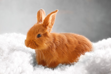 Cute funny rabbit on fluffy blanket
