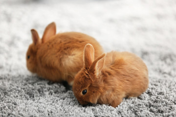 Cute red rabbits on carpet at home
