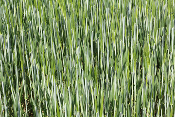 Getreidefeld im Frühjahr