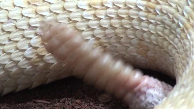 Rattlesnake tail with sound video, closed up, snake 