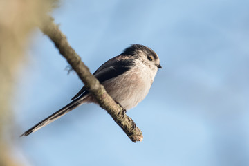 Obraz premium Long-tailed Tit, Tit, Aegithalos caudatus