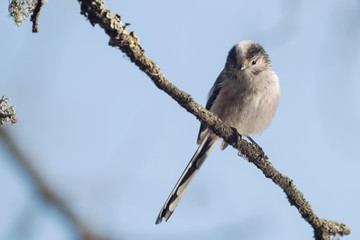 Long-tailed Tit, Tit, Aegithalos caudatus