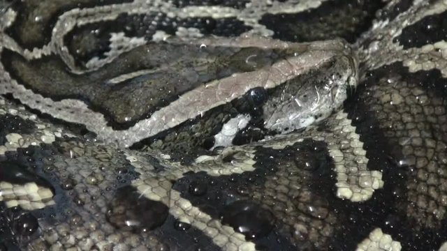 Python video on the rain,, close up, snake video, reptile