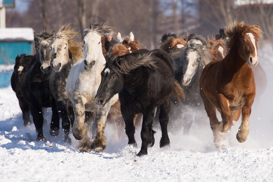 走る馬の集団