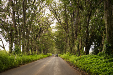Fototapeta na wymiar Kauai’s Tree Tunnel