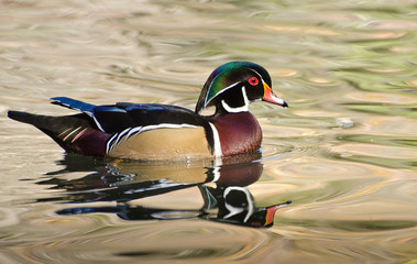 A male Wood Duck (Aix sponsa), Franklin Canyon, Los Angeles, CA.