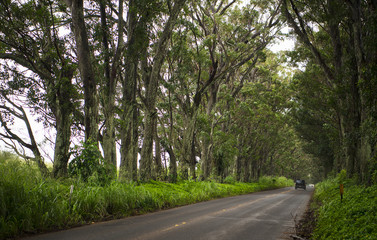 Maluhia Road on Kauai Island, Hawaii