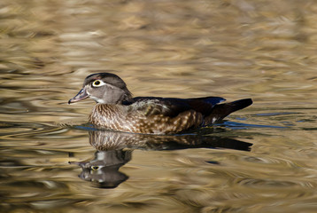 A female Wood Duck (Aix sponsa), Franklin Canyon, Los Angeles, CA.