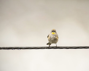 Yellow-Rumped Warbler (Dendroica coronata), Los Angeles, CA, USA.