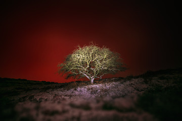 Skull Shape Tree Against Night Red Sky
