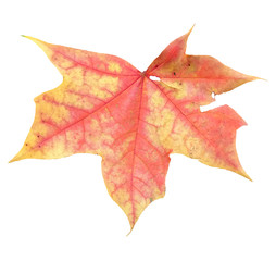 Fall Leaf Isolated