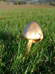 Mushroom in grass