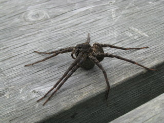 Large Dock Spider 
