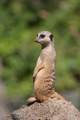 Meerkat in the zoo