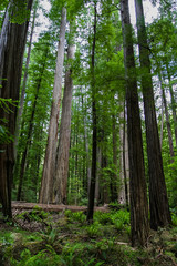 Fototapeta na wymiar Redwood trees
