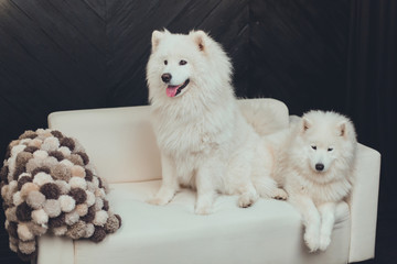 Samoyed, dog on sofa, fluffy 